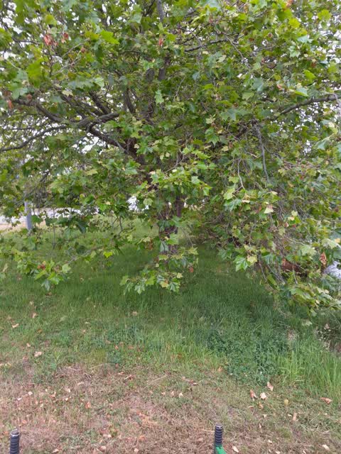 Parks, a report photo
