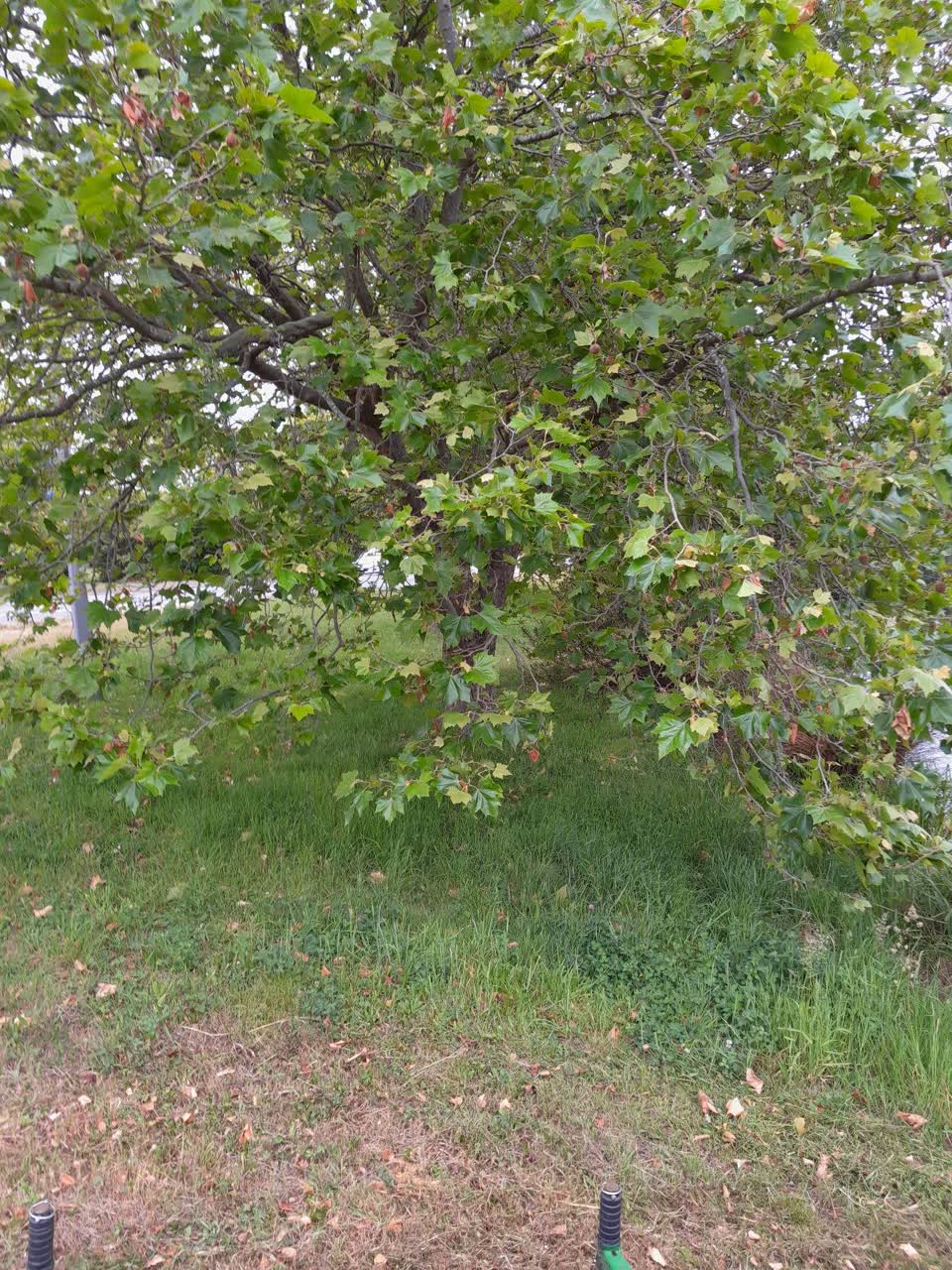 The photograph attached to this parks report
