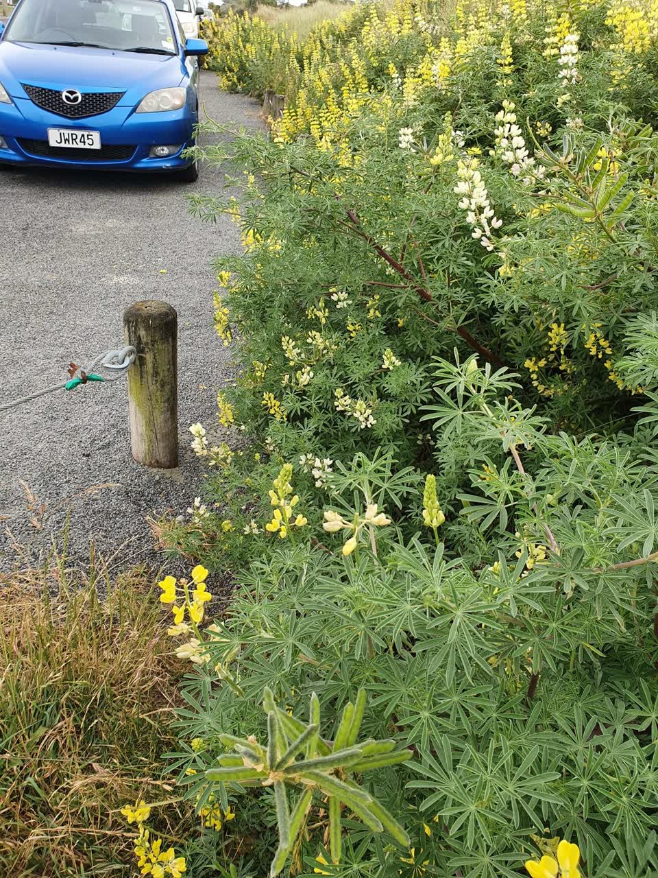 The photograph attached to this parks report