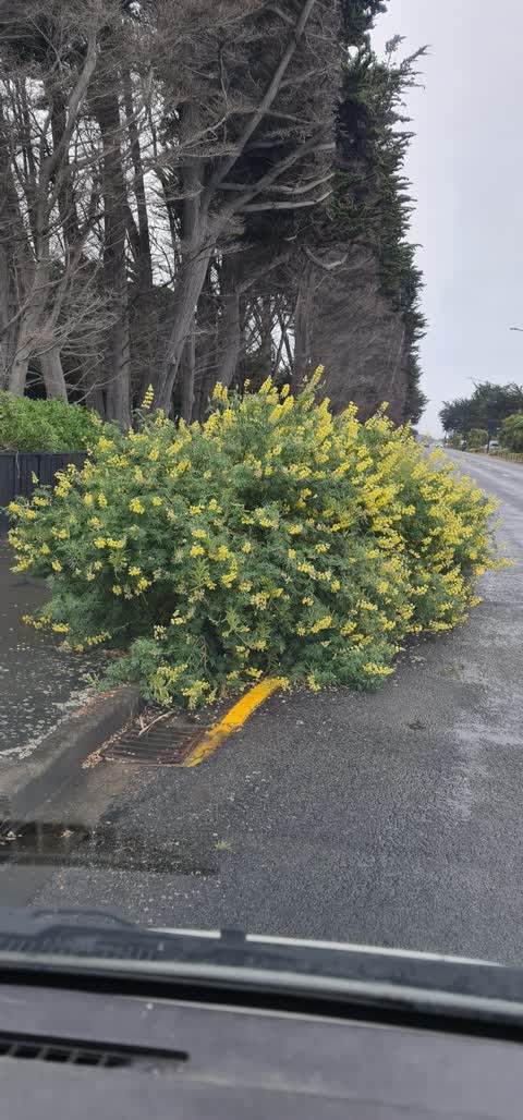 Roading/Streets, a report photo