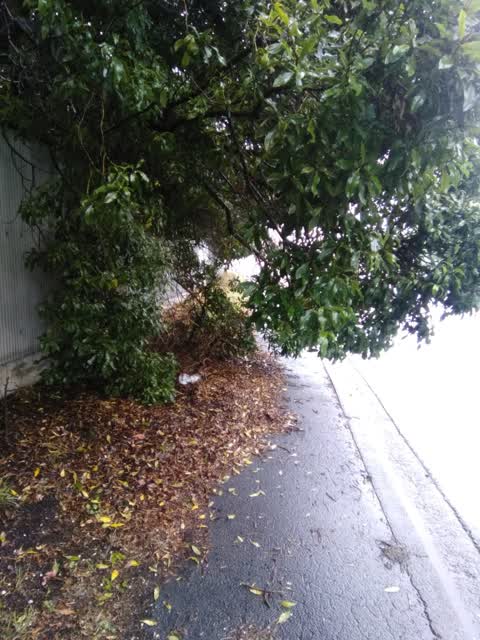 Roading/Streets, a report photo