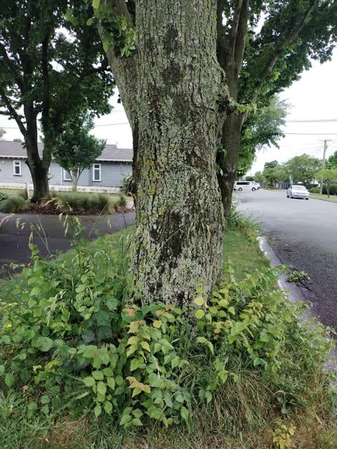 Roading/Streets, a report photo