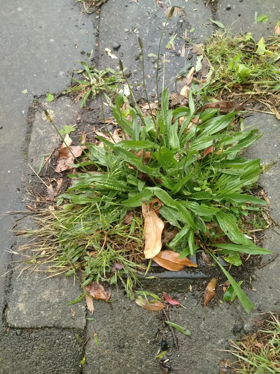 The photograph attached to this wastewater/stormwater report
