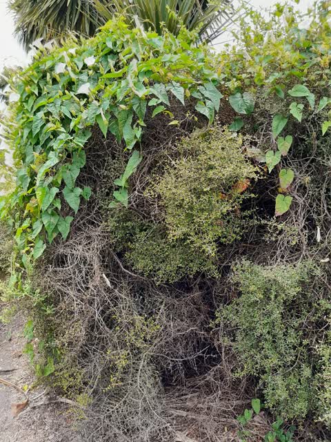 Parks, a report photo