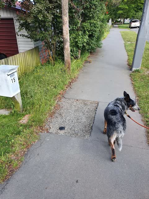 Roading/Streets, a report photo