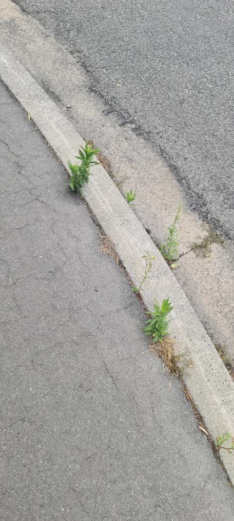 Roading/Streets, a report photo