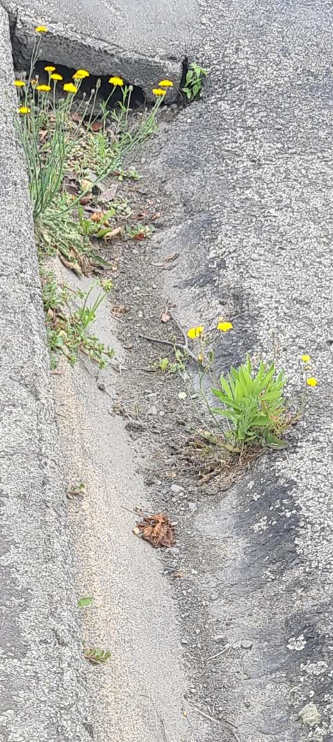 Roading/Streets, a report photo
