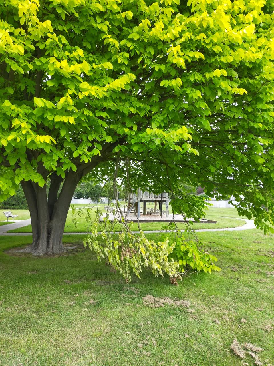 The photograph attached to this parks report