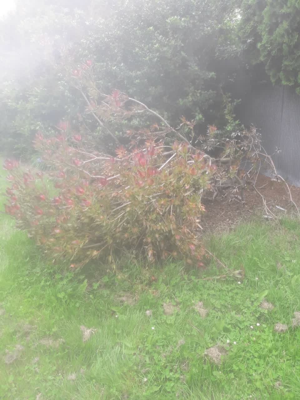 The photograph attached to this parks report