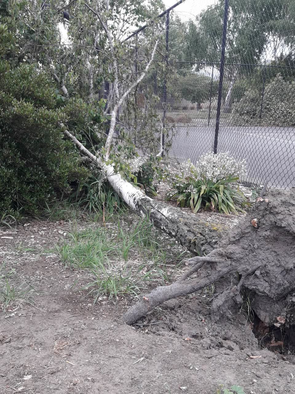 The photograph attached to this parks report