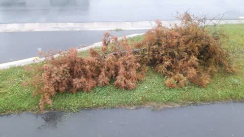 Parks, a report photo
