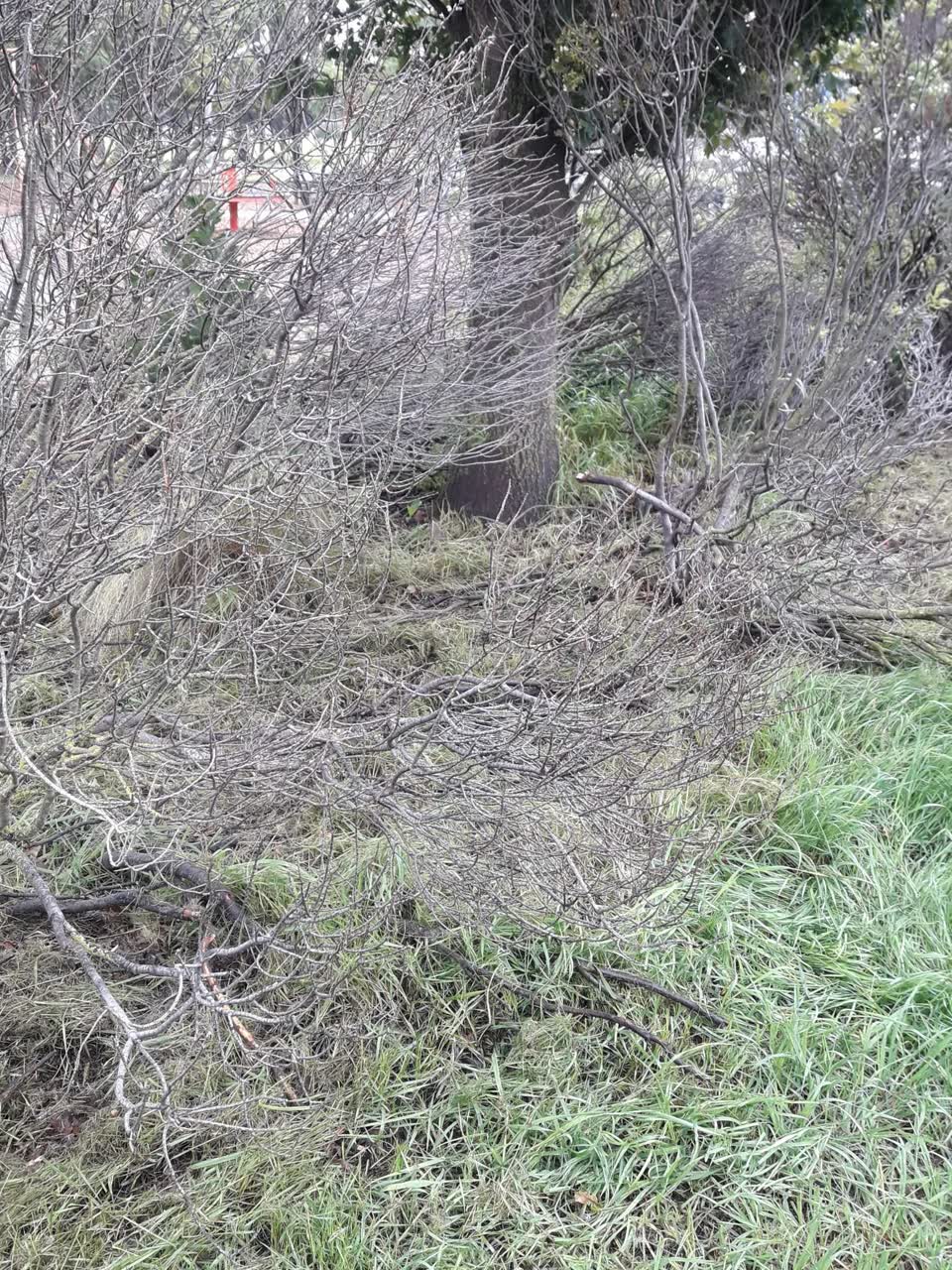 The photograph attached to this parks report