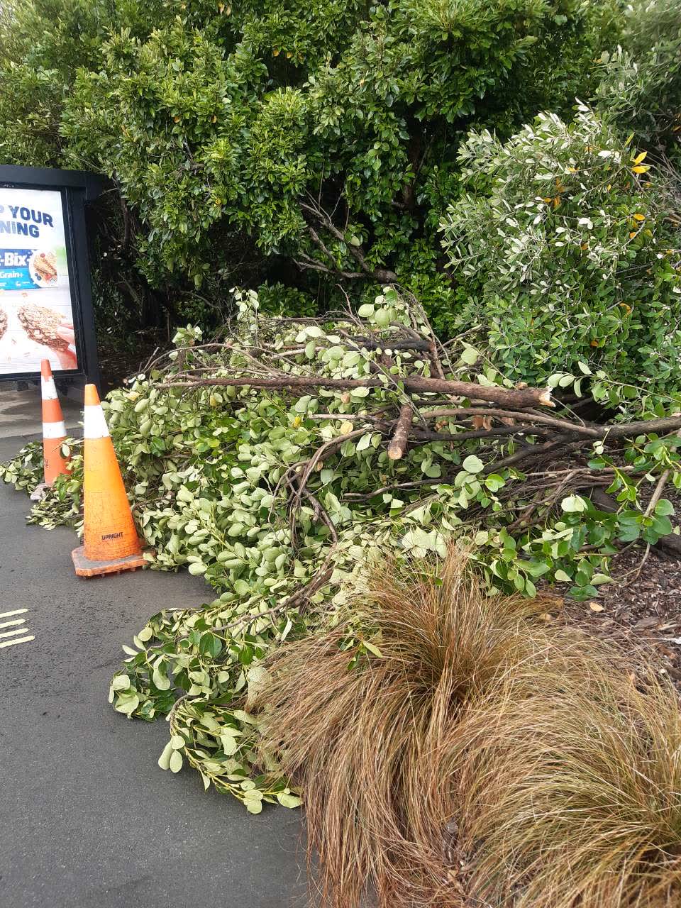The photograph attached to this parks report