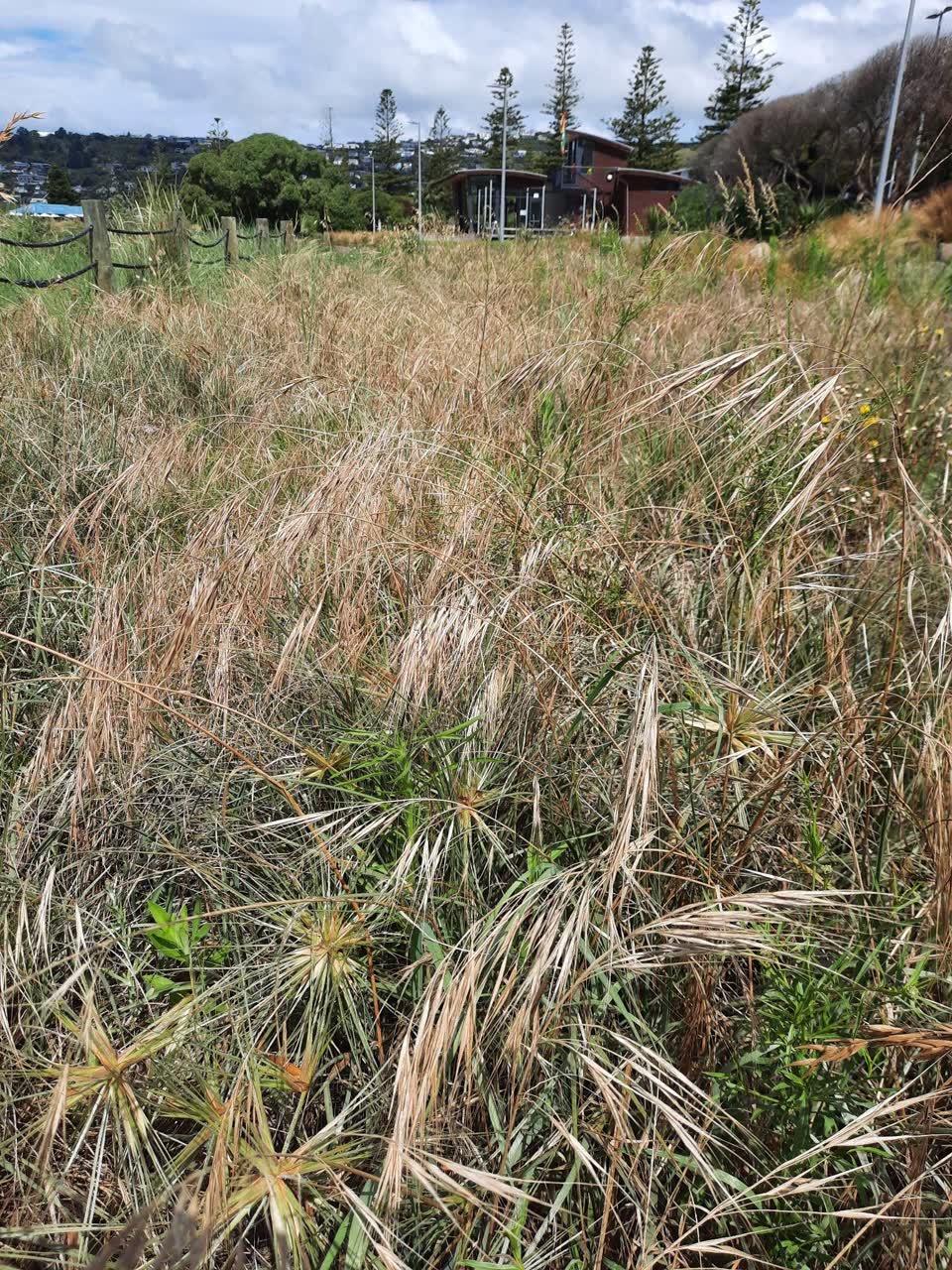 The photograph attached to this parks report