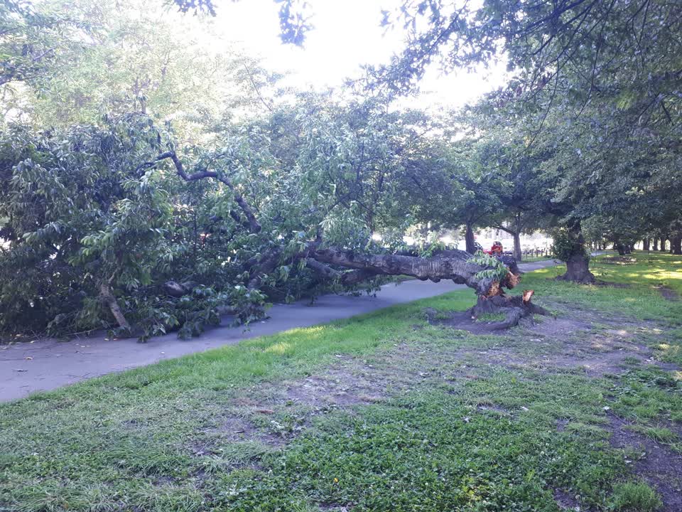 The photograph attached to this parks report