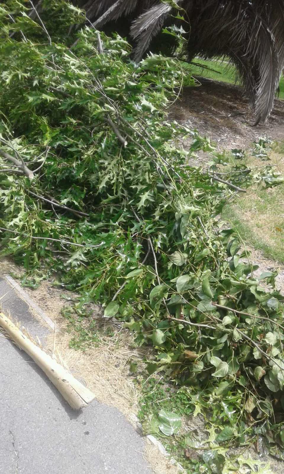 The photograph attached to this parks report