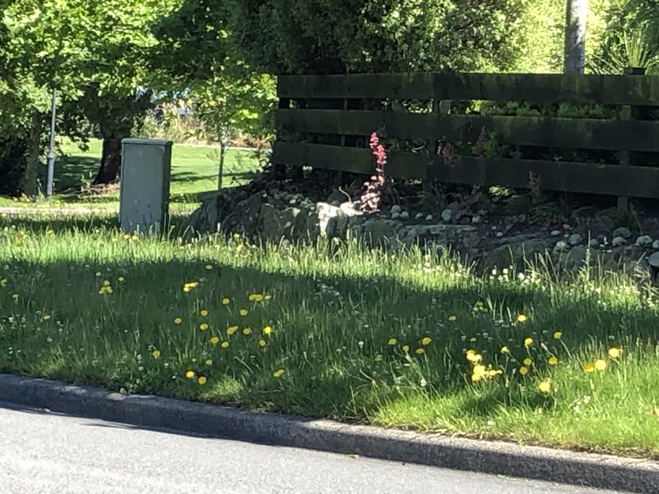 The photograph attached to this parks report