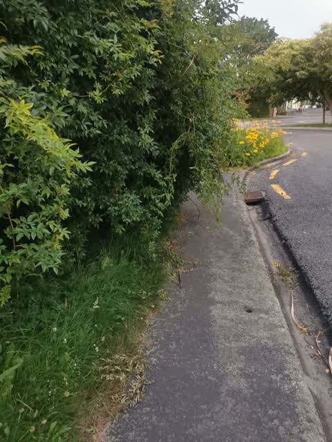 Roading/Streets, a report photo