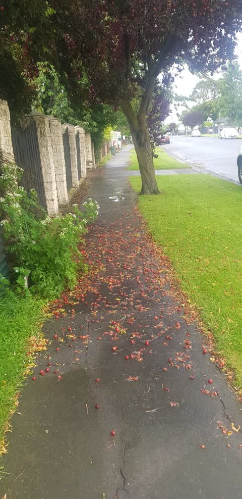Roading/Streets, a report photo