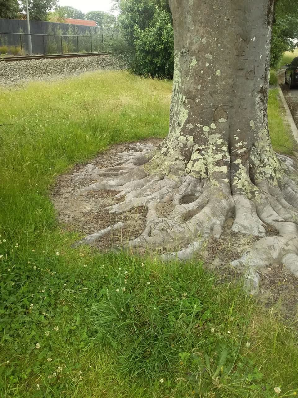 The photograph attached to this parks report
