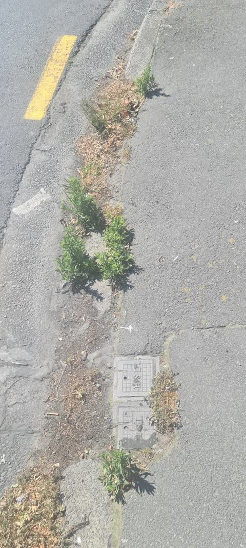 Roading/Streets, a report photo