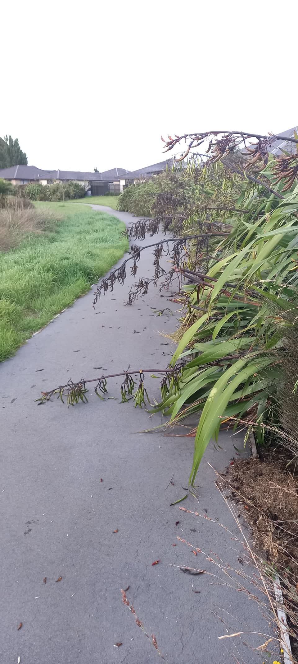 The photograph attached to this parks report