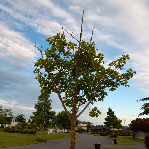 Parks, a report photo