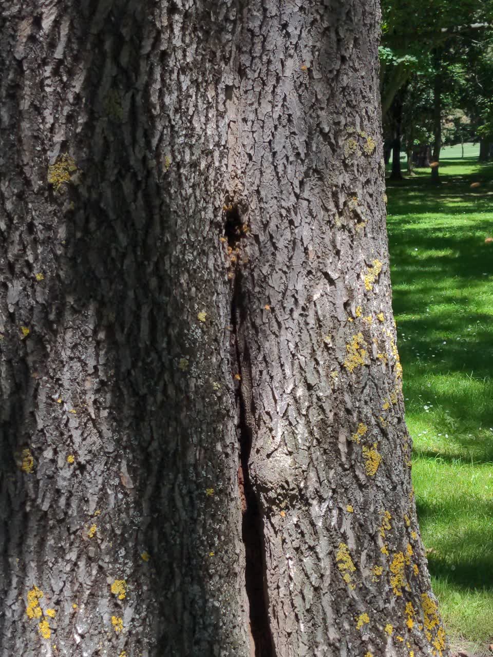 The photograph attached to this parks report