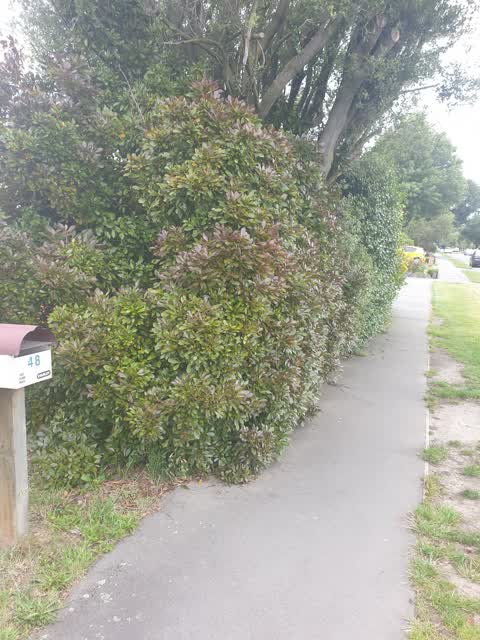 Roading/Streets, a report photo