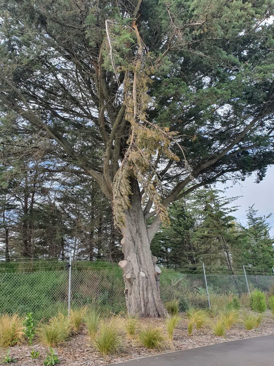 The photograph attached to this parks report