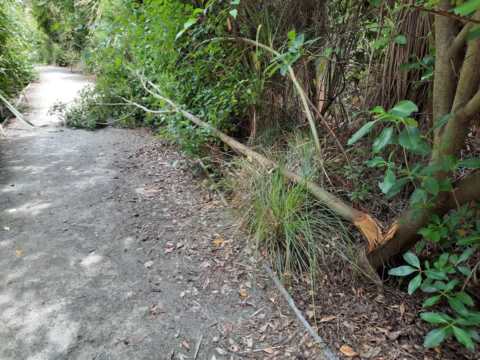 The photograph attached to this parks report