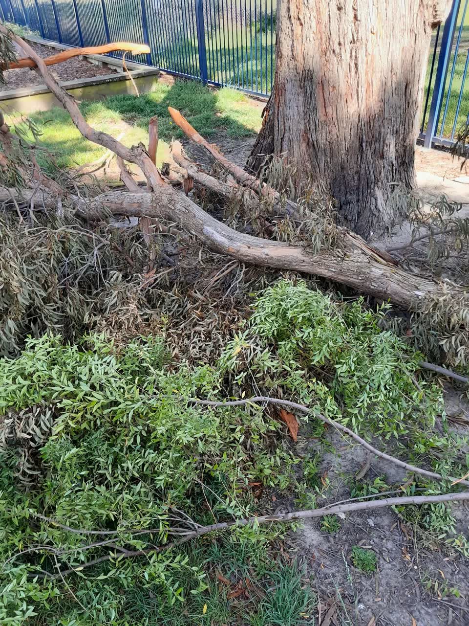 The photograph attached to this parks report