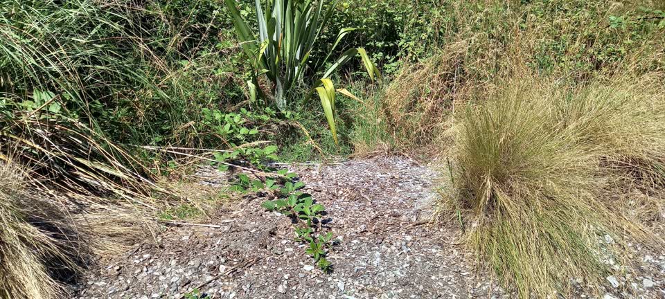 The photograph attached to this parks report