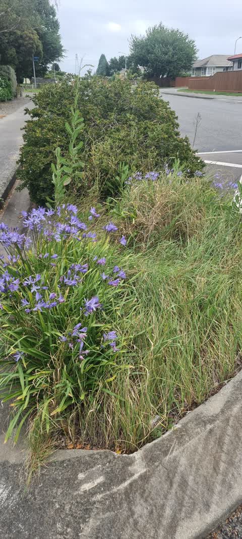 Roading/Streets — a report photo