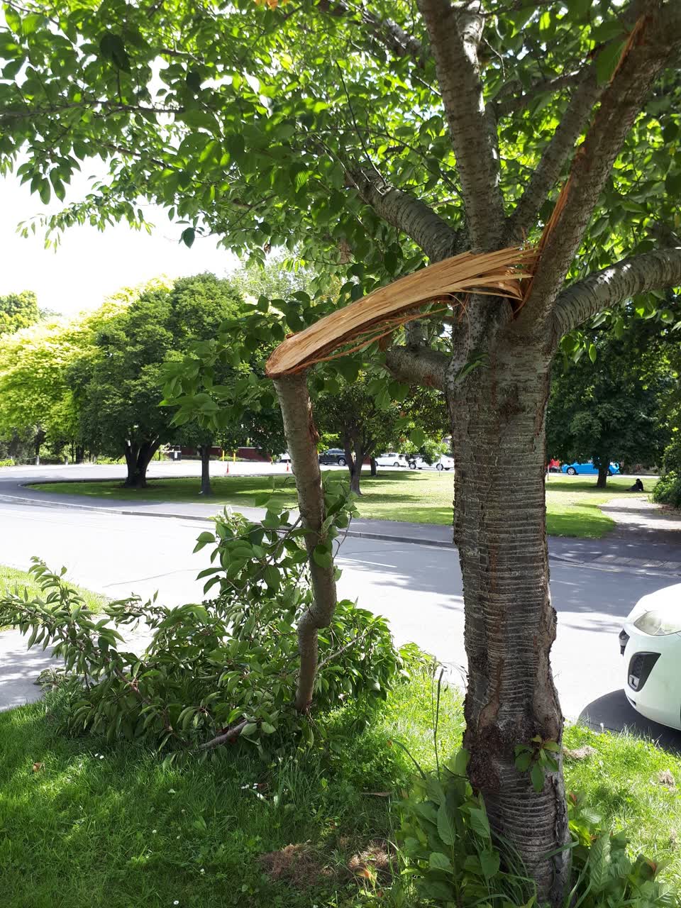 The photograph attached to this parks report