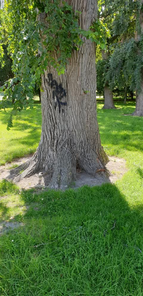 Graffiti, a report photo