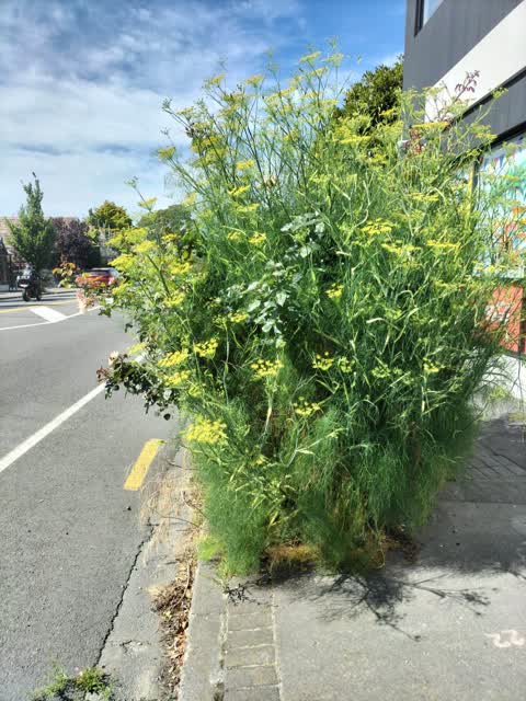 Roading/Streets, a report photo