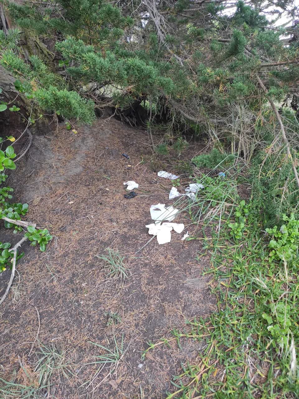 The photograph attached to this parks report