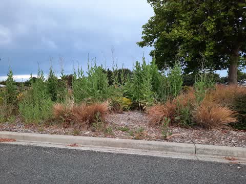 Roading/Streets, a report photo