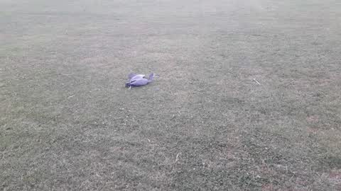 Parks, a report photo
