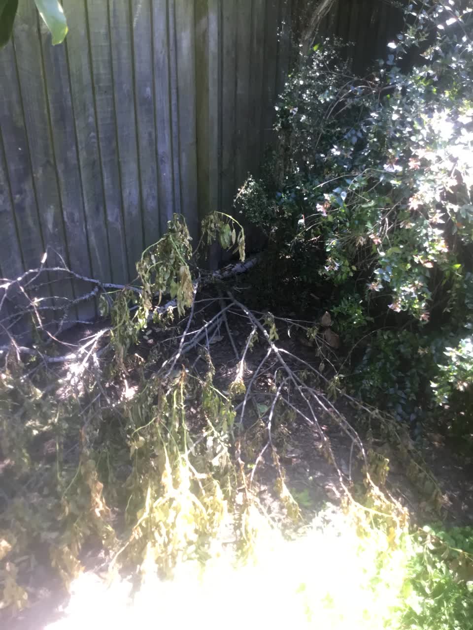 The photograph attached to this parks report