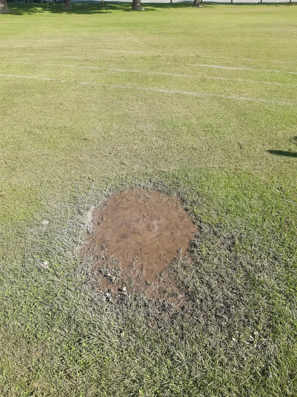 The photograph attached to this parks report