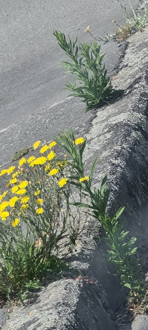 Roading/Streets, a report photo