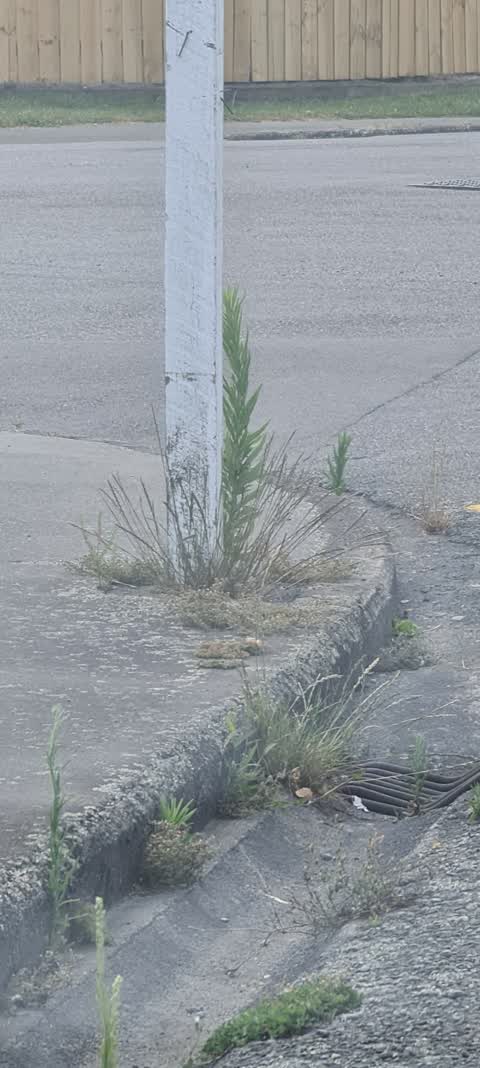 Roading/Streets, a report photo