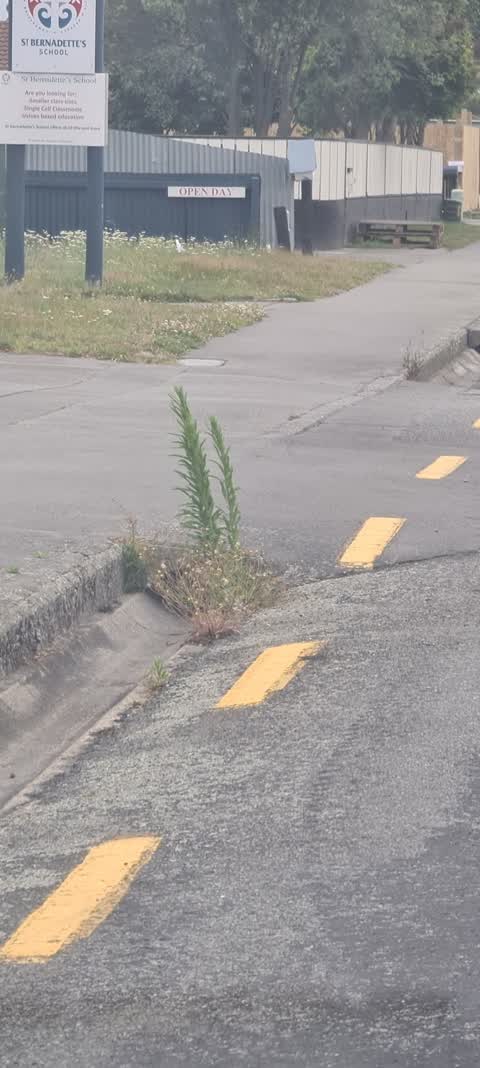 Roading/Streets, a report photo