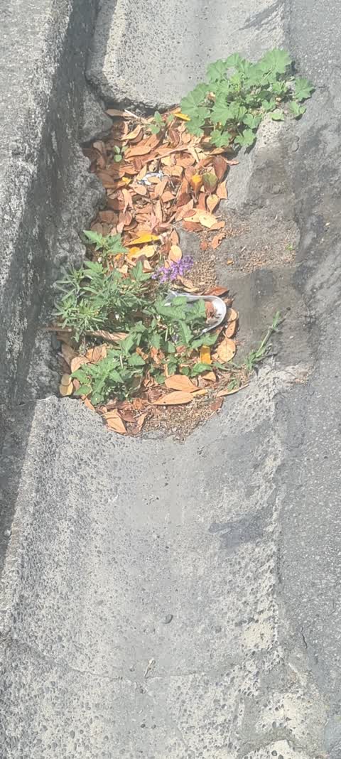 Roading/Streets, a report photo