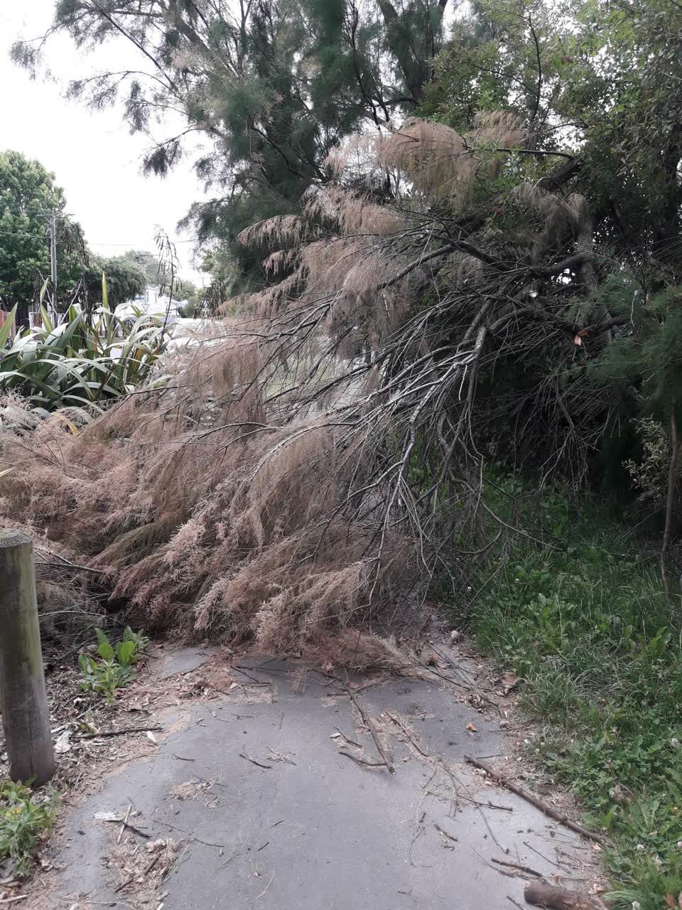 The photograph attached to this parks report