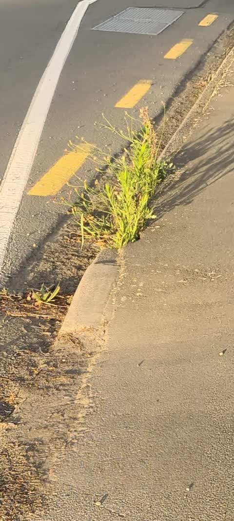 Roading/Streets, a report photo