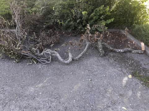 Parks, a report photo
