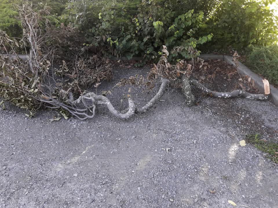 The photograph attached to this parks report